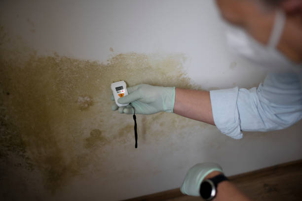 Best Mold Testing and Inspection Services in Shaker Heights, OH