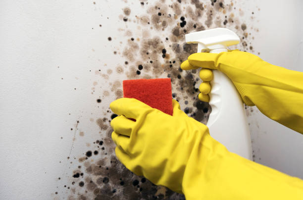 Best Bathroom Mold Remediation in Shaker Heights, OH
