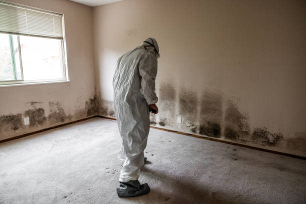 Best Attic Mold Remediation in Shaker Heights, OH